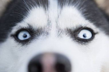 Güzel bir Sibirya Husky köpek mavi gözleri gösterilen