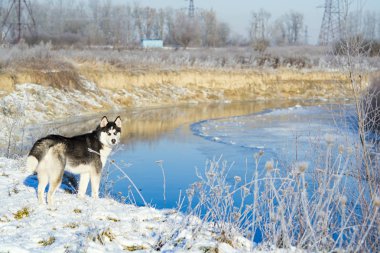 Siberian dış yapraklar kış Nehri üzerinde