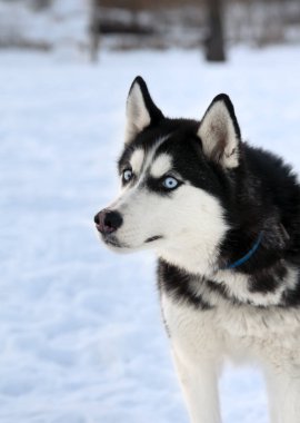 Sibirya Husky 'si. Sibirya Husky 'si kış tarlasında yürüyor.