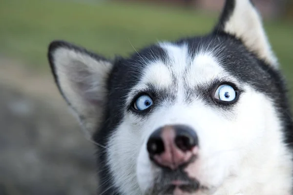 Belo Cão Husky Siberiano Está Mostrando Seus Olhos Azuis — Fotografia de Stock