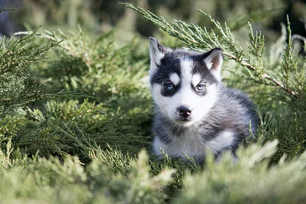 Engraçado Husky Senta Floresta Fundo Turvo — Fotografia de Stock
