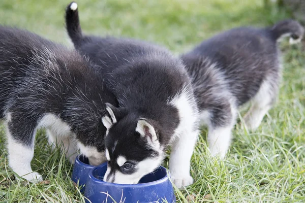 Cachorros Bonitos Huskies Comer Tigela Cão — Fotografia de Stock