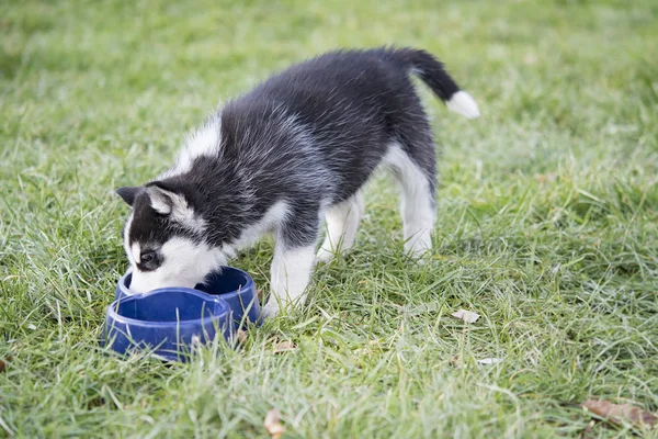 Söta Valpar Eskimåhunden Äta Hund Skål — Stockfoto