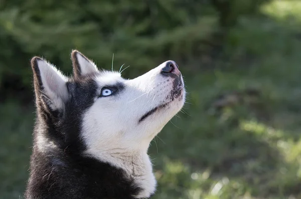 Mavi Gözlü Köpekleri Sürpriz Köpek Siberian Dış Yapraklar Ormandaki Portresi — Stok fotoğraf