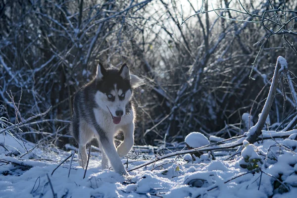 Perro Husky Siberiano Blanco Negro Con Ojos Azules Invierno —  Fotos de Stock