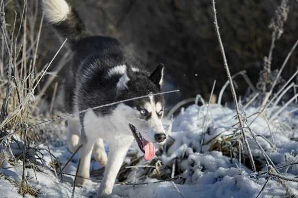 Perro Husky Siberiano Blanco Negro Con Ojos Azules Invierno —  Fotos de Stock