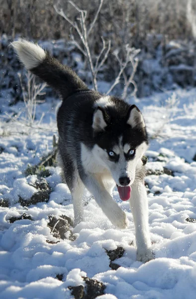 Perro Husky Siberiano Blanco Negro Con Ojos Azules Invierno — Foto de Stock