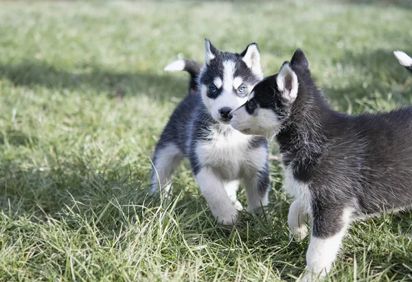 在草地上可爱的西伯利亚哈士奇小狗 — 图库照片