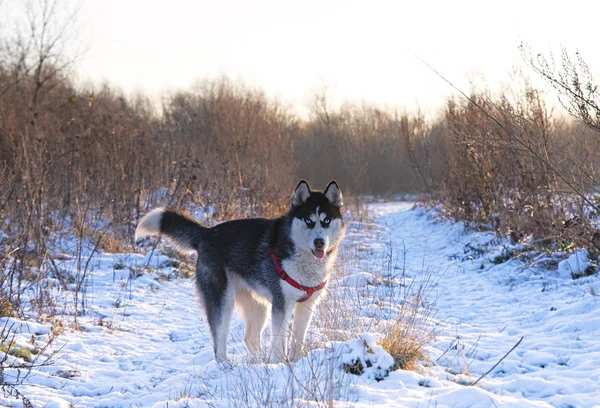 Husky Köpek Günbatımı Üzerinde Siyah Beyaz Sibirya Husky Günbatımı Üzerinde — Stok fotoğraf