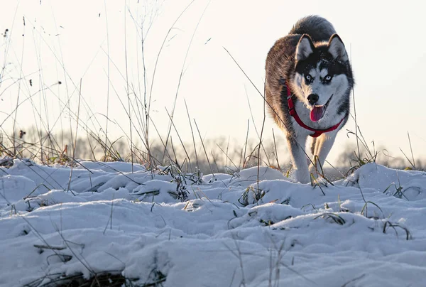 Husky Hund Bei Sonnenuntergang Schwarz Weißer Sibirischer Husky Bei Sonnenuntergang — Stockfoto