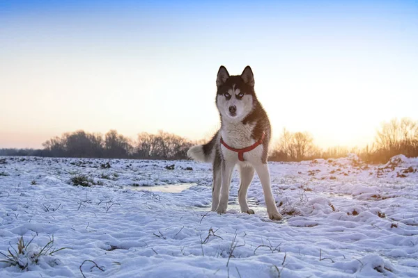 Cão Husky Pôr Sol Casca Siberiana Preta Branca Pôr Sol — Fotografia de Stock