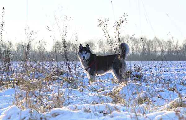 Husky Köpek Günbatımı Üzerinde Siyah Beyaz Sibirya Husky Günbatımı Üzerinde — Stok fotoğraf
