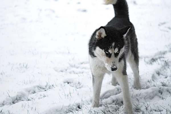 Siberian Husky Cão Inverno Retrato — Fotografia de Stock