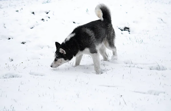 Siberia Perro Husky Retrato Invierno —  Fotos de Stock