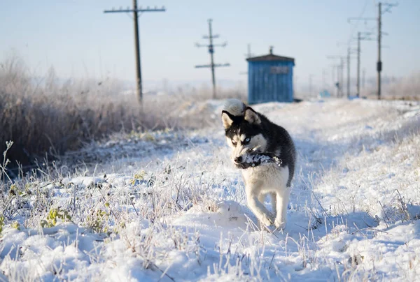 Raça Cão Siberian Husky Correndo Campo Nevado — Fotografia de Stock