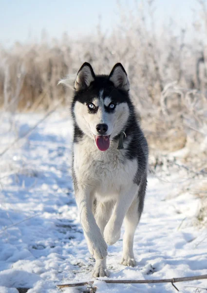 Siberiano Husky Siberian Husky Cammina Sul Campo Invernale — Foto Stock