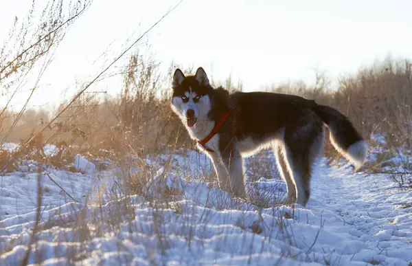 Husky Siberiano Está Meio Campo Cão Está Andando Parque Inverno — Fotografia de Stock