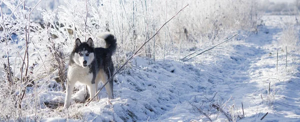 Husky Siberiano Está Meio Campo Cão Está Andando Parque Inverno — Fotografia de Stock