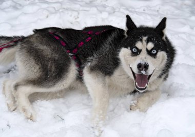Husky kızak köpekleri kışın doğurmak. Kuzey husky köpekleri. Köpekler üzerinde sürme