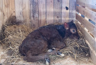 Sevimli genç buzağıyı saman içinde yatıyor ve uyarı görünüyor