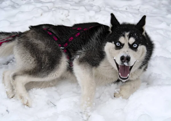 冬にハスキーそり犬を繁殖させます 北のハスキー犬 犬に乗ってください — ストック写真