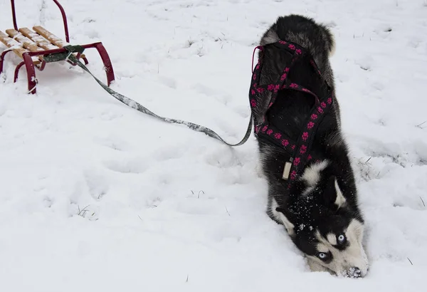 Husky Kızak Köpekleri Kışın Doğurmak Kuzey Husky Köpekleri Köpekler Üzerinde — Stok fotoğraf