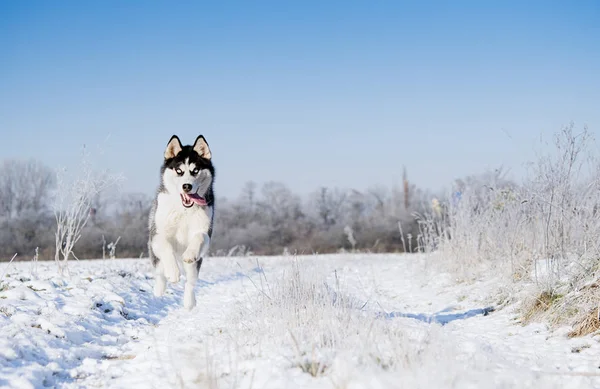 Raça Cão Siberian Husky Correndo Campo Nevado — Fotografia de Stock