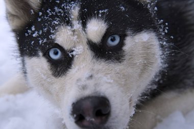 Güzel bir Sibirya Husky köpek mavi gözleri gösterilen