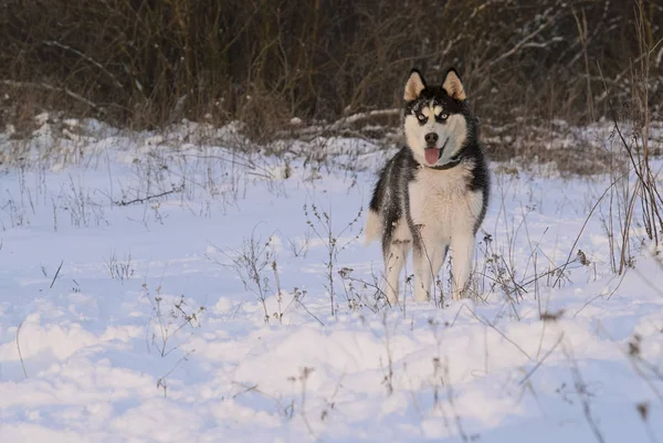 Kışın mavi gözlü, siyah beyaz Sibirya Husky köpeği.