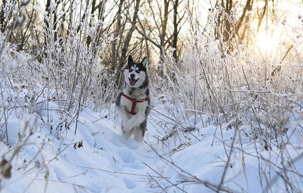 Cão Husky Siberiano Cor Preto Branco Com Olhos Azuis Inverno — Fotografia de Stock