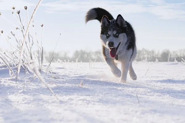 Raça Cão Siberian Husky Correndo Campo Nevado — Fotografia de Stock