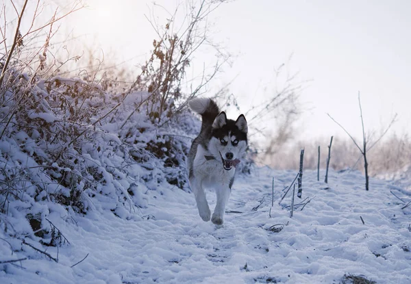 Dog breed Siberian Husky running on a snowy field