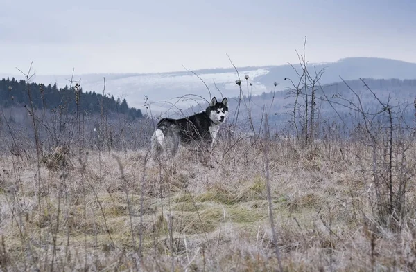Sonbahar ormanında Sibirya Husky 'si