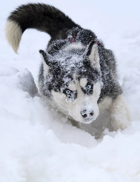 冬にハスキーそり犬を繁殖させます 北のハスキー犬 犬に乗ってください — ストック写真