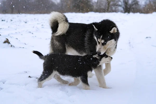 Huskies Jugando Nieve —  Fotos de Stock