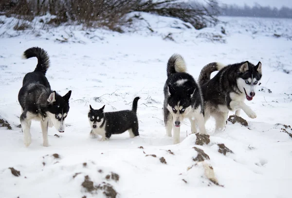 Huskies Playing Snow — Stock Photo, Image