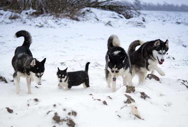 Huskies Bermain Salju — Stok Foto