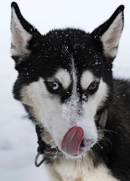 Güzel Bir Sibirya Husky Köpek Mavi Gözleri Gösterilen — Stok fotoğraf