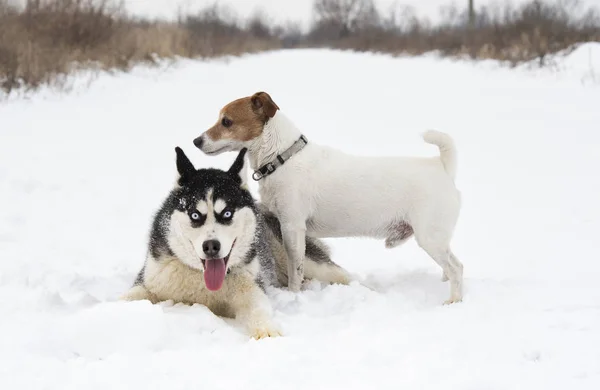 Husky Siberiano Jack Russell Terrier Una Caminata Invierno —  Fotos de Stock