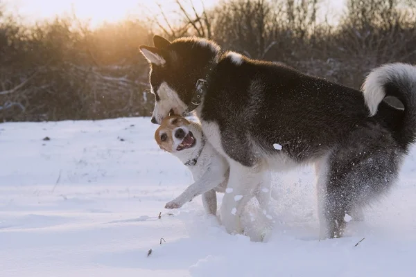 Husky Siberiano Jack Russell Terrier Una Caminata Invierno —  Fotos de Stock