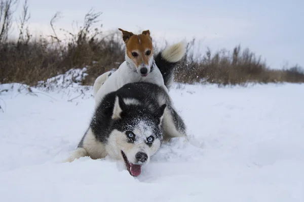 Sibirsk Husky Jack Russell Terrier Vintertur – stockfoto