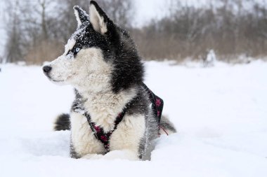 Husky kızak köpekleri kışın doğurmak. Kuzey husky köpekleri. Köpekler üzerinde sürme