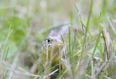Yeşil çim Bahçe kertenkele gizler