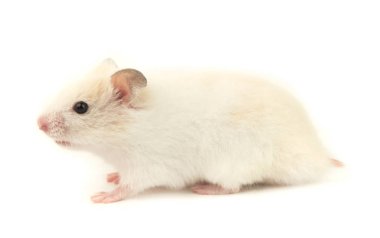 Beyaz arka planda küçük yerli hamster.
