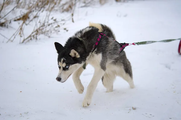 Розводять Собак Чоловіків Взимку Північні Хаскі Собаки Їзда Собаках — стокове фото