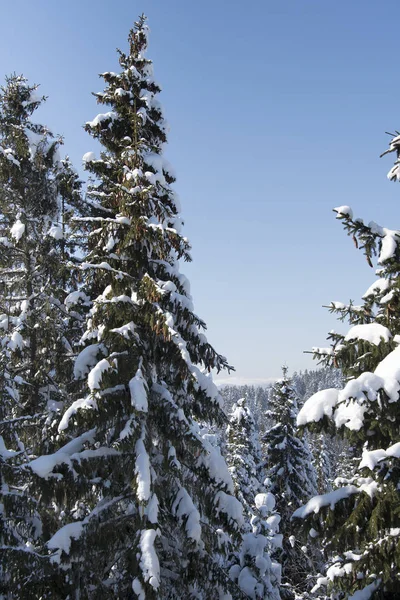 Fantastic Winter Landscape Snowy Trees Carpathian Mountains Ukraine Europe Christmas — Stock Photo, Image