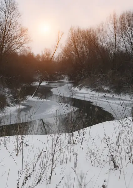 Frozen Tree Riverbank Winter — Stock Photo, Image