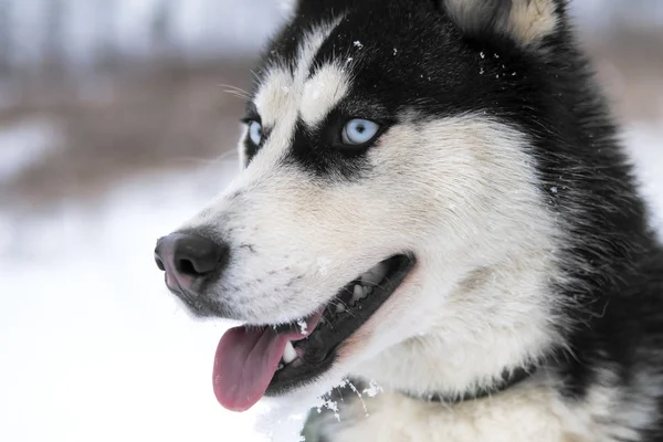 Chien Husky Avec Des Couleurs Yeux Bleus — Photo