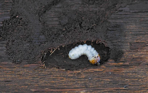 Bicho Madeira Está Árvore Aclose — Fotografia de Stock