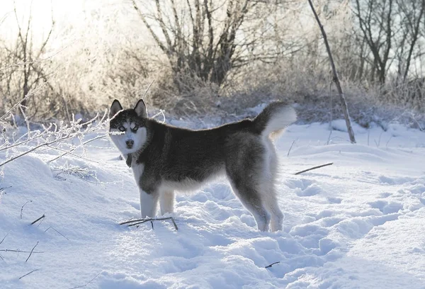 Cão Husky Siberiano Cor Preto Branco Com Olhos Azuis Inverno — Fotografia de Stock